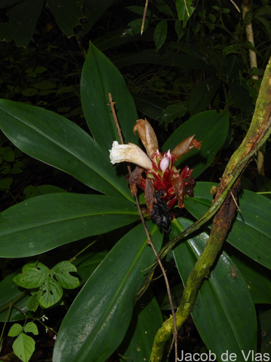 Hellenia speciosa (J.Koenig) S.R.Dutta